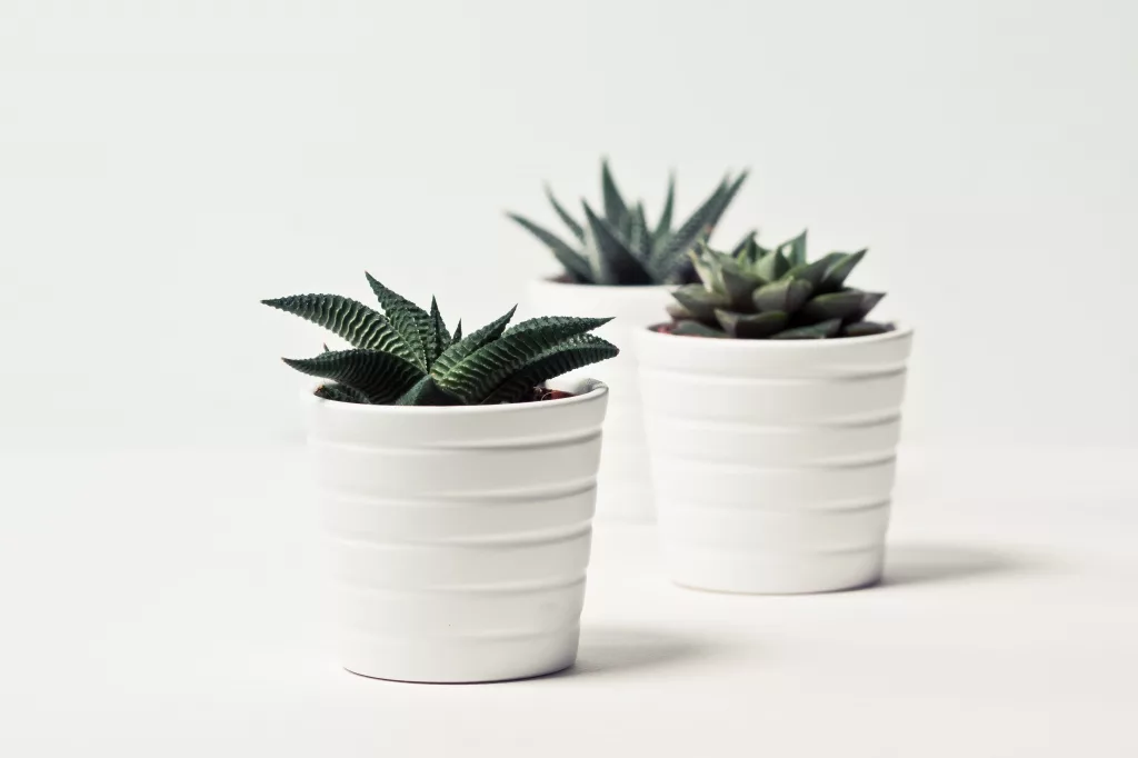 eco friendly party favors - jayne thomas