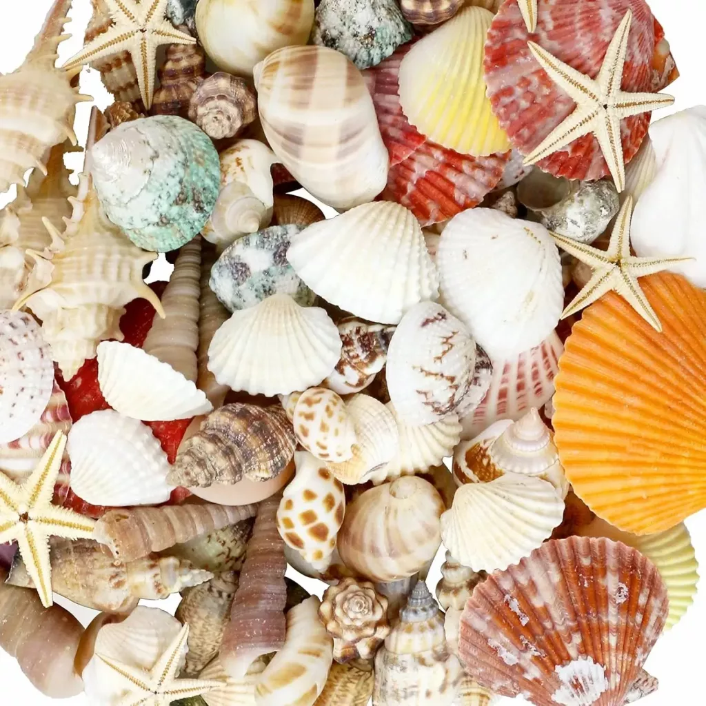 shellls