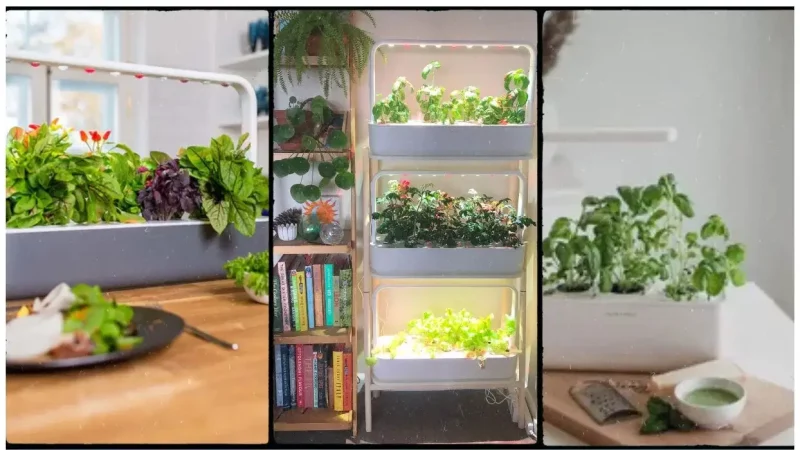 No Sunny Window? Start An Indoor Garden With Grow Lights