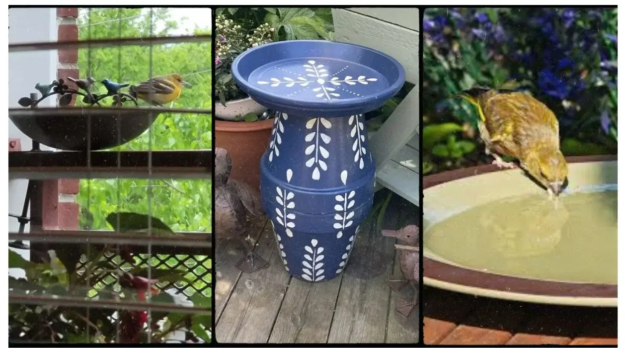 8 Apartment Balcony Bird Bath Ideas That Actually Work (Even on High-Rise Floors)