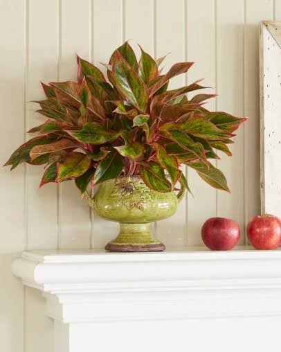 A Chinese evergreen thriving indoors, making it one of the best indoor plants low light homes can enjoy.