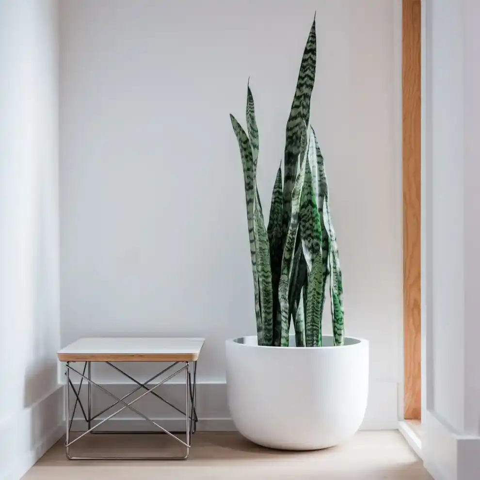 snake plant in A healthy snake plant in a modern planter, one of the best indoor plants for busy households.