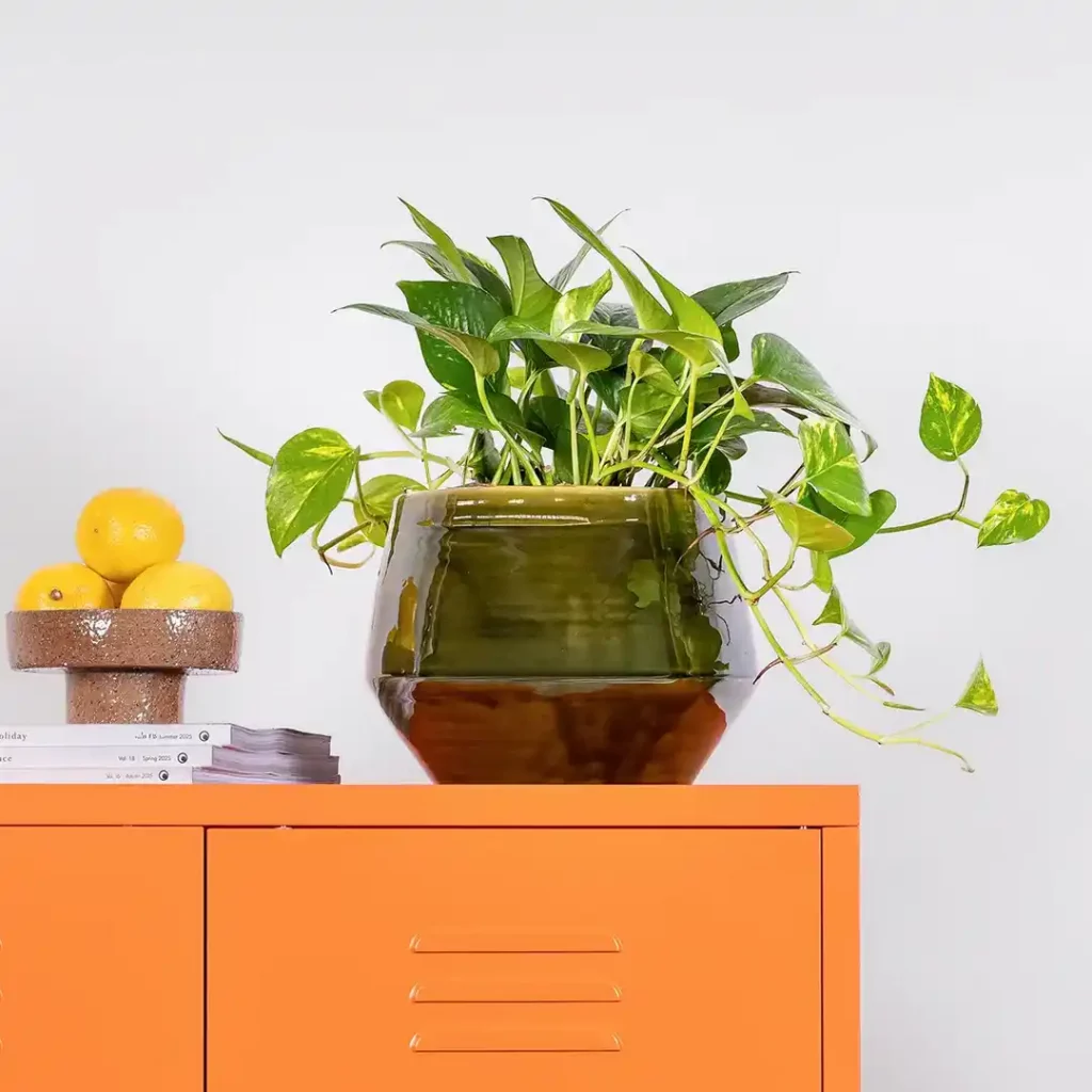 A golden pothos with trailing vines, one of the best indoor plants and easy plants for beginners.
