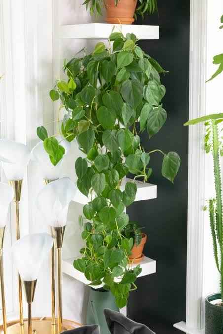 A trailing heartleaf philodendron, one of the most popular easy indoor plants for apartments and hanging displays.