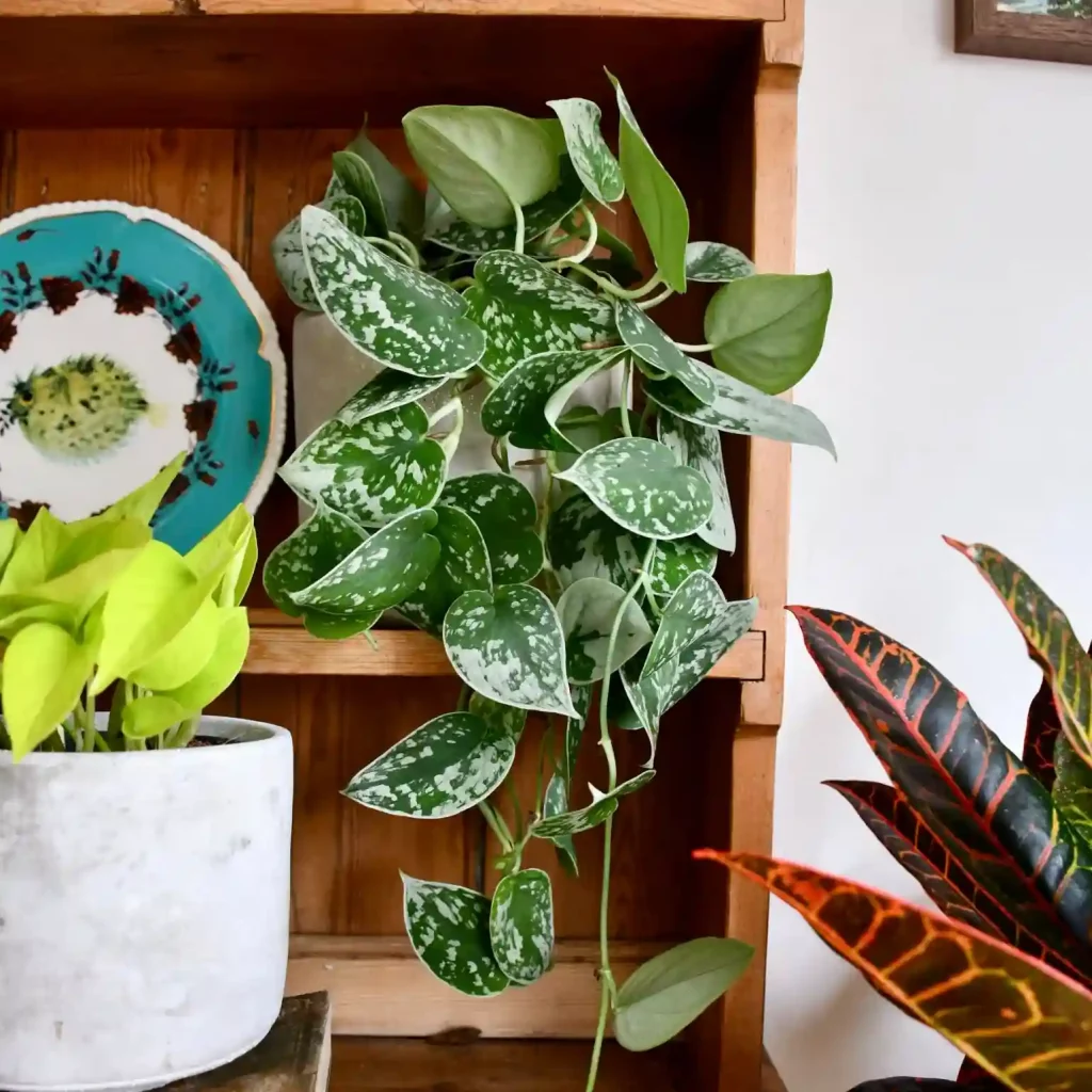 Satin pothos with silver-speckled leaves, an attractive choice for indoor plants in bright, indirect light.