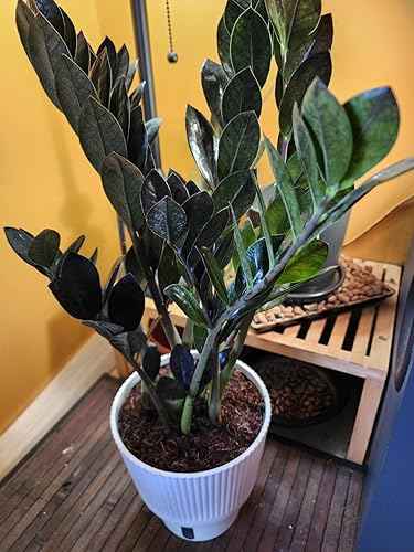 A ZZ plant growing indoors, showing why it's one of the easiest indoor plants low light conditions can support.